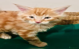 Maine Coon cats for sale: Beautiful Maine Coon x fur babies  - Image 7