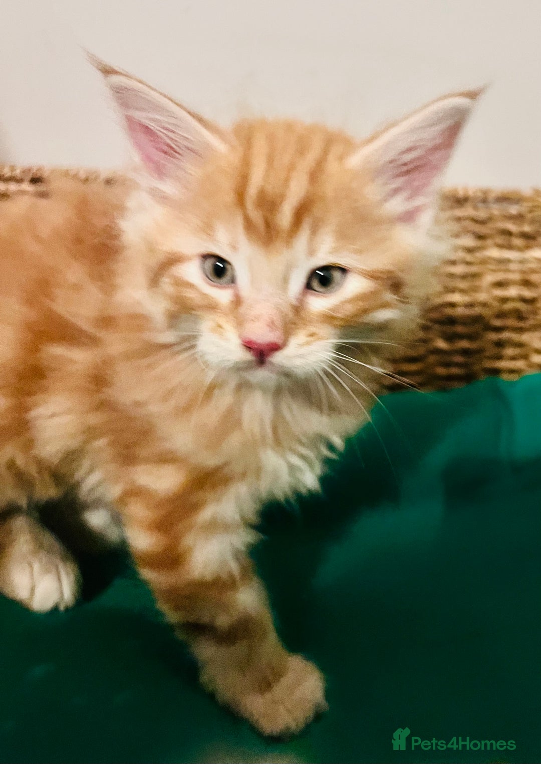 Maine Coon cats for sale: Beautiful Maine Coon x fur babies  - Image 7