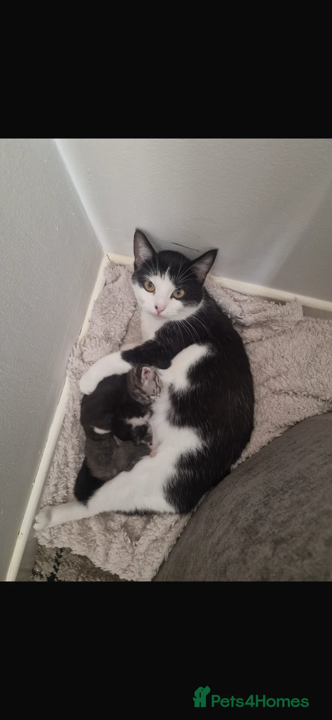 Mixed Breed cats for sale: 1 male kitten and 2 female kittens  in Dunfermline - Advert 2