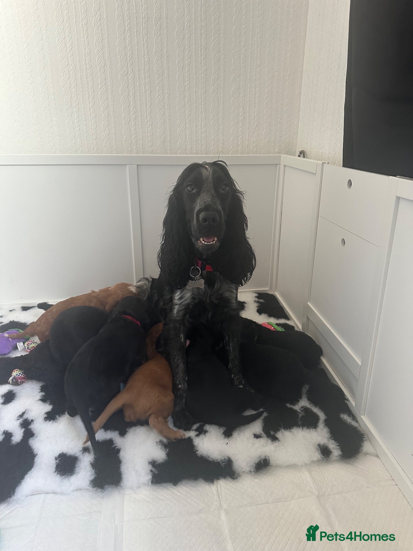 Cockapoo dogs 🐾 GORGEOUS FB1 COCKAPOO PUPPIES 3 boys available  - Advert 6