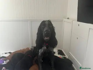 Cockapoo dogs 🐾 GORGEOUS FB1 COCKAPOO PUPPIES 3 boys available - Advert 6