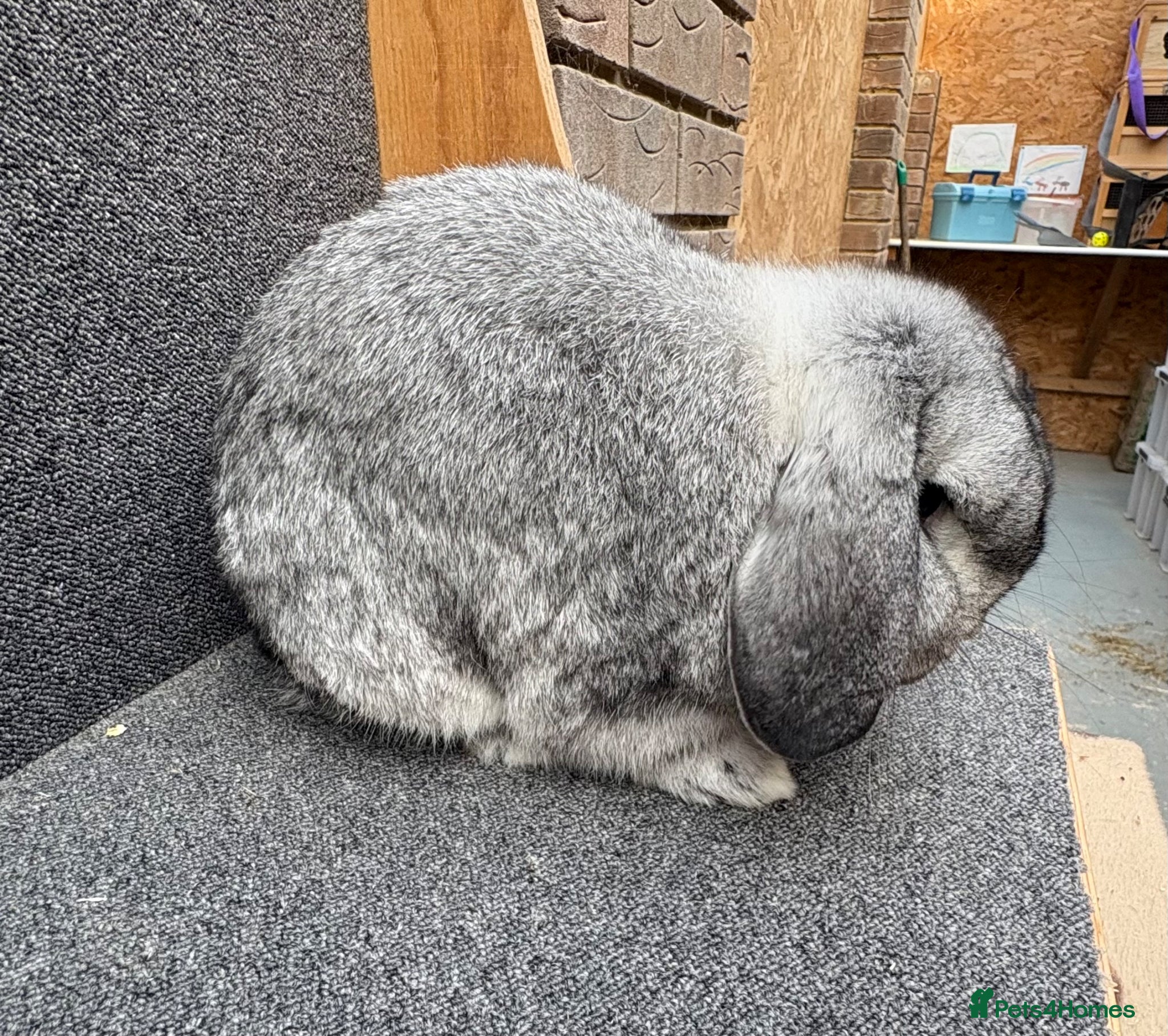 Mixed Breed rabbits Mini Lop x Dwarf Lop  - Advert 19