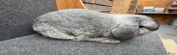 Mixed Breed rabbits for sale: Mini Lop x Dwarf Lop  - Advert 17