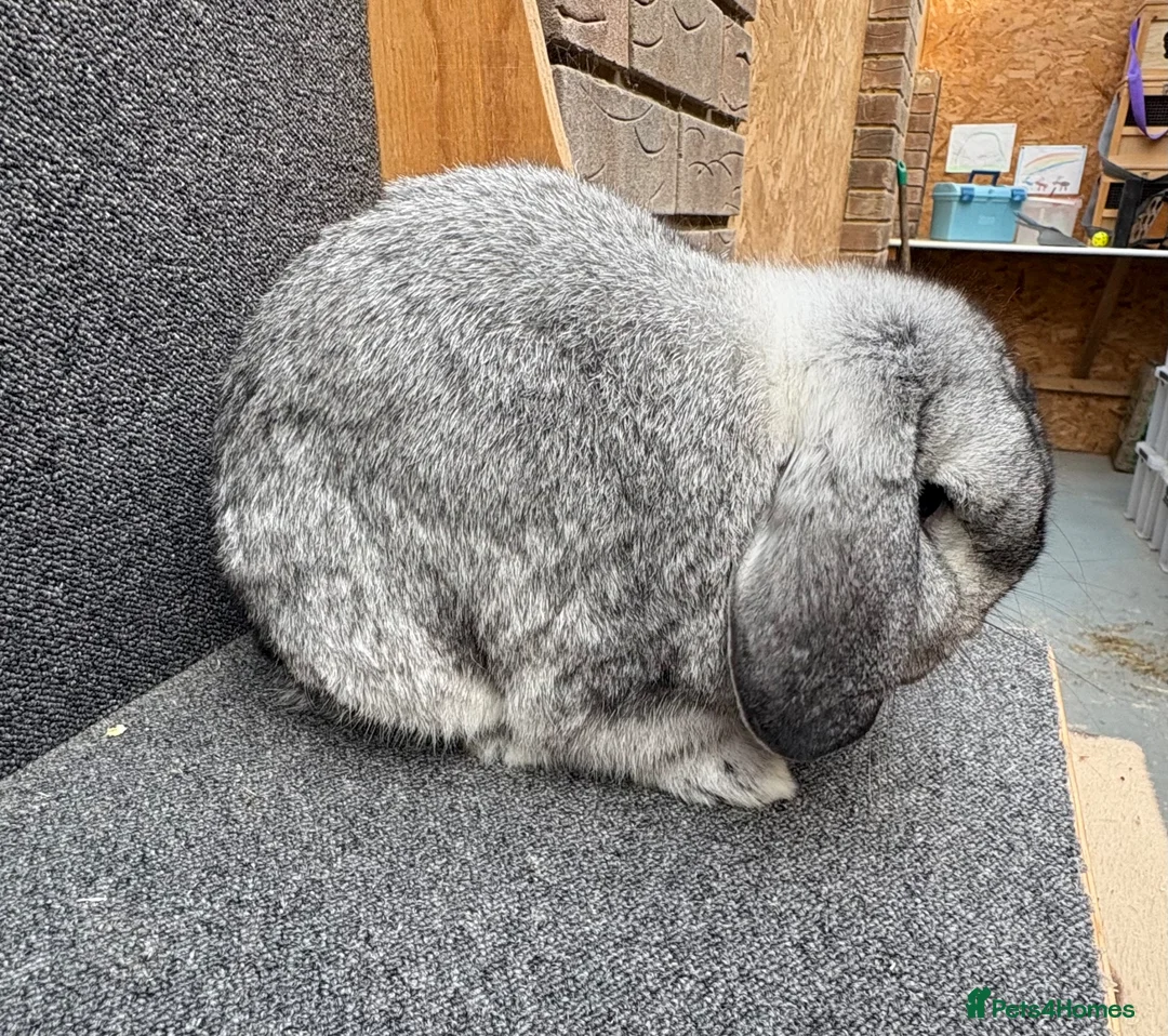 Mixed Breed rabbits for sale: Small Dwarf Lop  - Advert 2