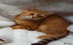Scottish Fold cats for sale: Ready TICA reg stunning kittens available  - Image 21