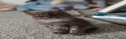 Maine Coon cats for sale: Pure breed Maine coon kittens - Advert 6