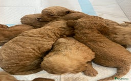 Goldendoodle dogs for sale: Australian Goldendoodel puppies  - Image 2