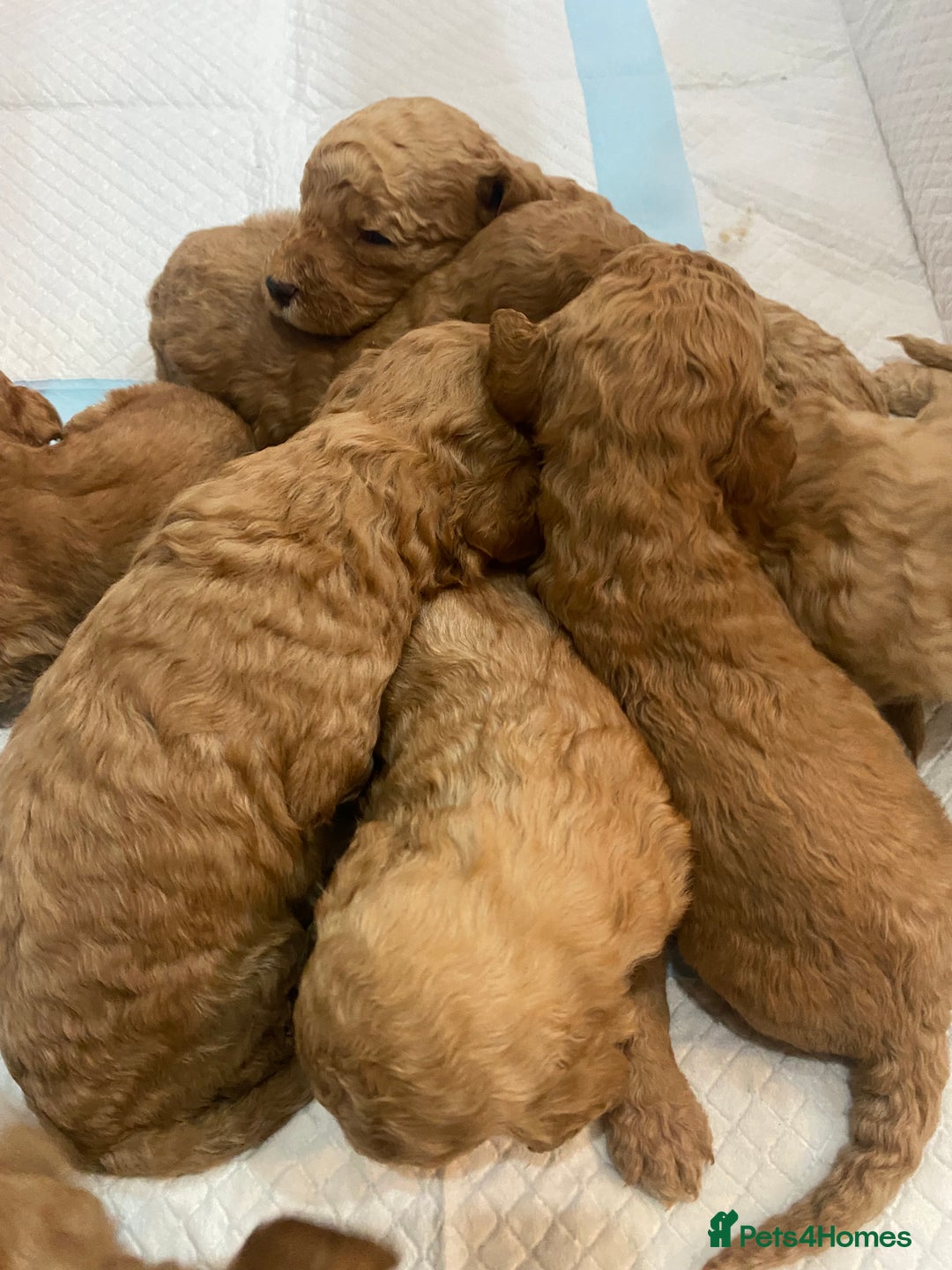 Goldendoodle dogs for sale: Australian Goldendoodel puppies  - Image 2