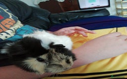 Guinea Pig rodents for sale: Female Guinea Pig for Sale - Image 2