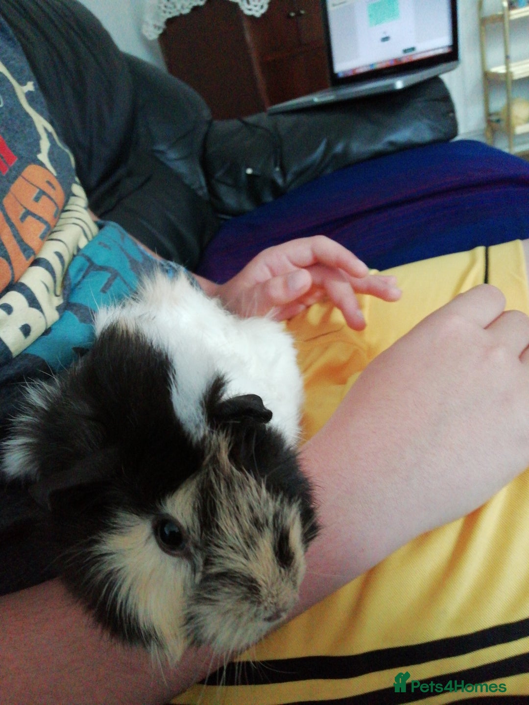 Guinea Pig rodents for sale: Female Guinea Pig for Sale - Image 2