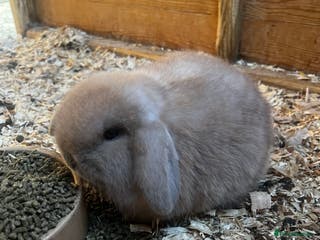 Mini Lop rabbits Mini lop babies - Advert 6