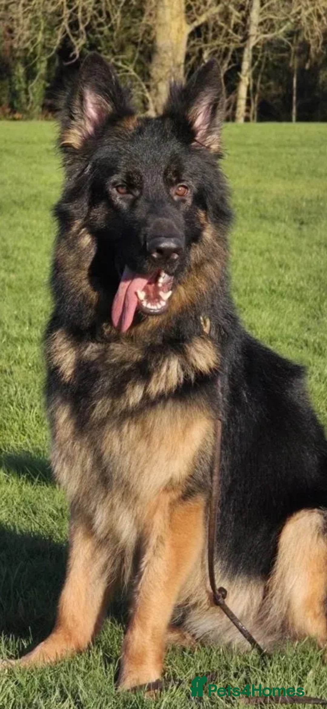 German Shepherd dogs for sale: 5 gorgeous german shepherd puppies for sale  - Advert 3