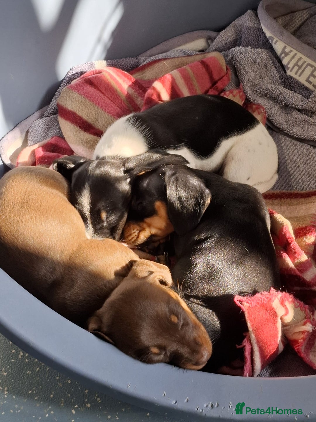 Miniature Dachshund dogs for sale: KC Reg’d Mini Dachshund Puppies  - Image 1