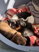 Miniature Dachshund dogs - Advert 1