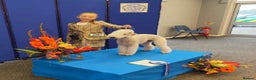 Bedlington Terrier dogs for sale: Champion Sired KC Reg Bedlington Terrier Puppies  - Advert 23