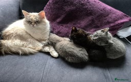 British Shorthair cats for sale: Last British shorthair kitten available! - Image 6
