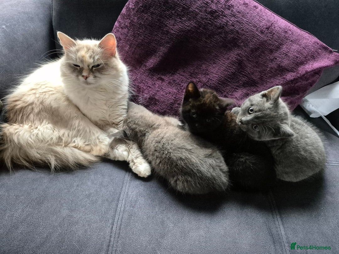 British Shorthair cats for sale: Last British shorthair kitten available! - Image 6