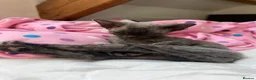 Devon Rex cats for sale: Outstanding kittens.  - Advert 13