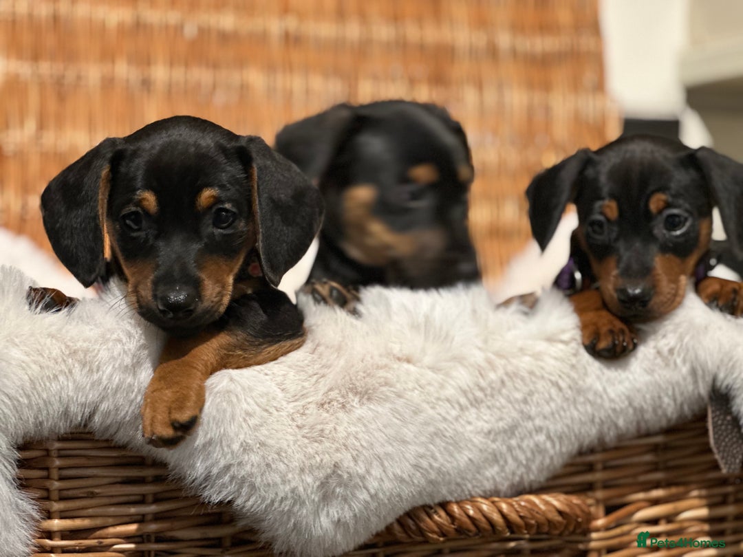 Mixed Breed dogs for sale: Stunning daxijacks ready now  - Image 8