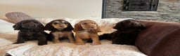 Cocker Spaniel dogs for sale: Health tested KC reg low co eff show type cockers - Advert 16