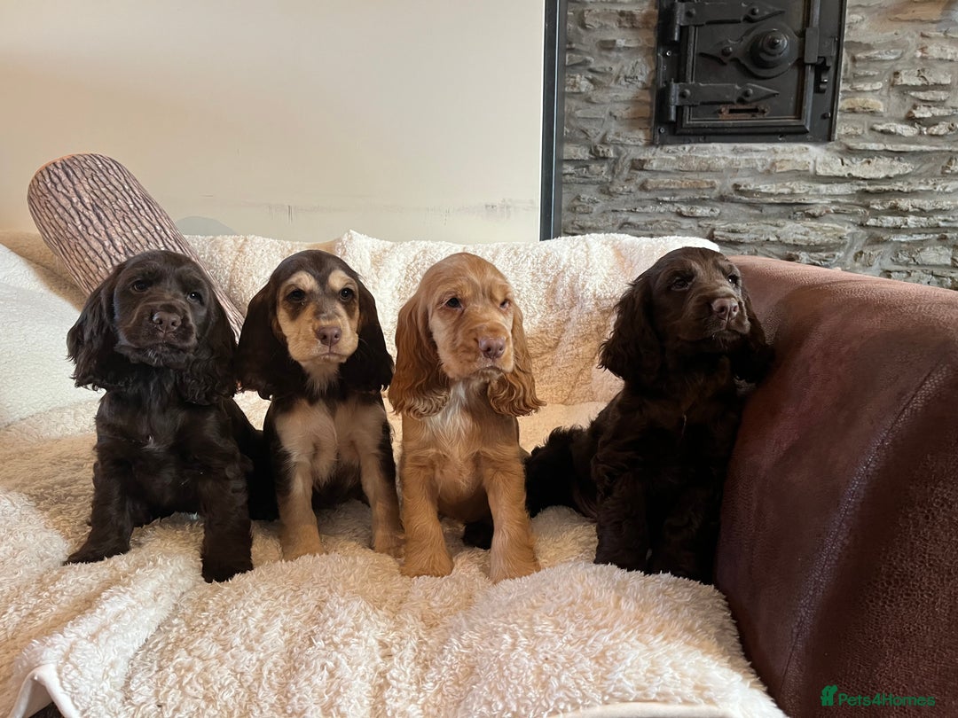 Cocker Spaniel dogs for sale: Health tested KC reg low co eff show type cockers - Advert 16