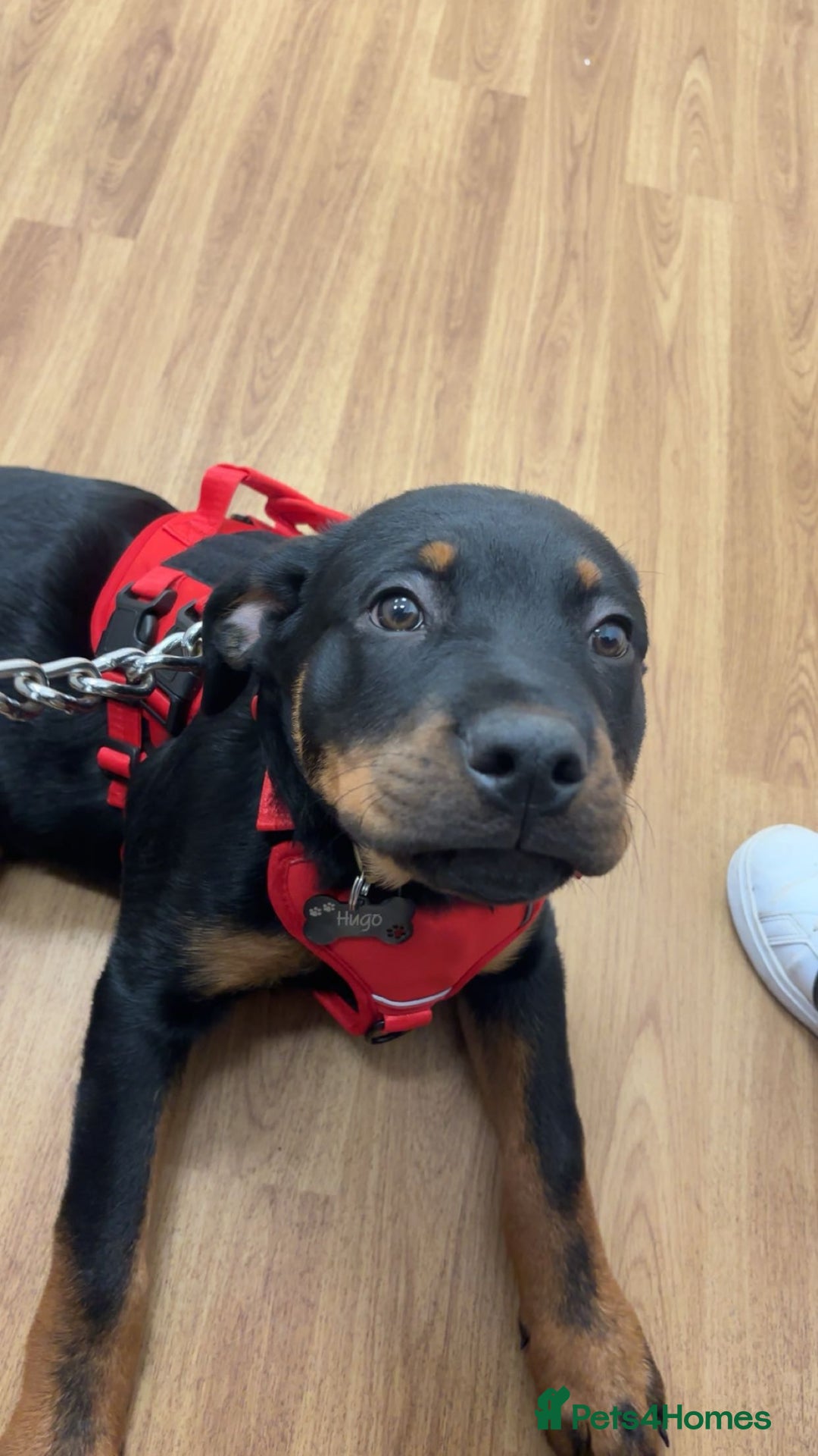 Rottweiler dogs for sale: 4 month old Rottweiler male - Advert 2