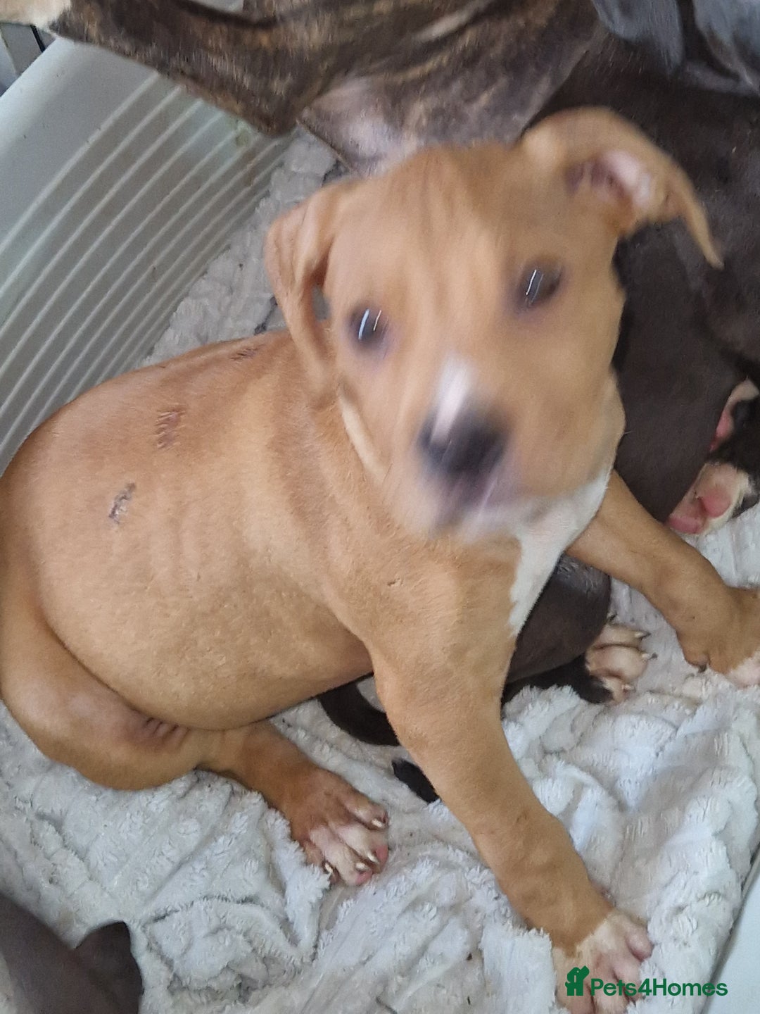 Mixed Breed dogs for sale: Presa/American Johnson bulldog - Image 17