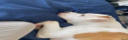 American Bulldog dogs for sale: Rehome - American Bulldog - Lucky - Advert 3