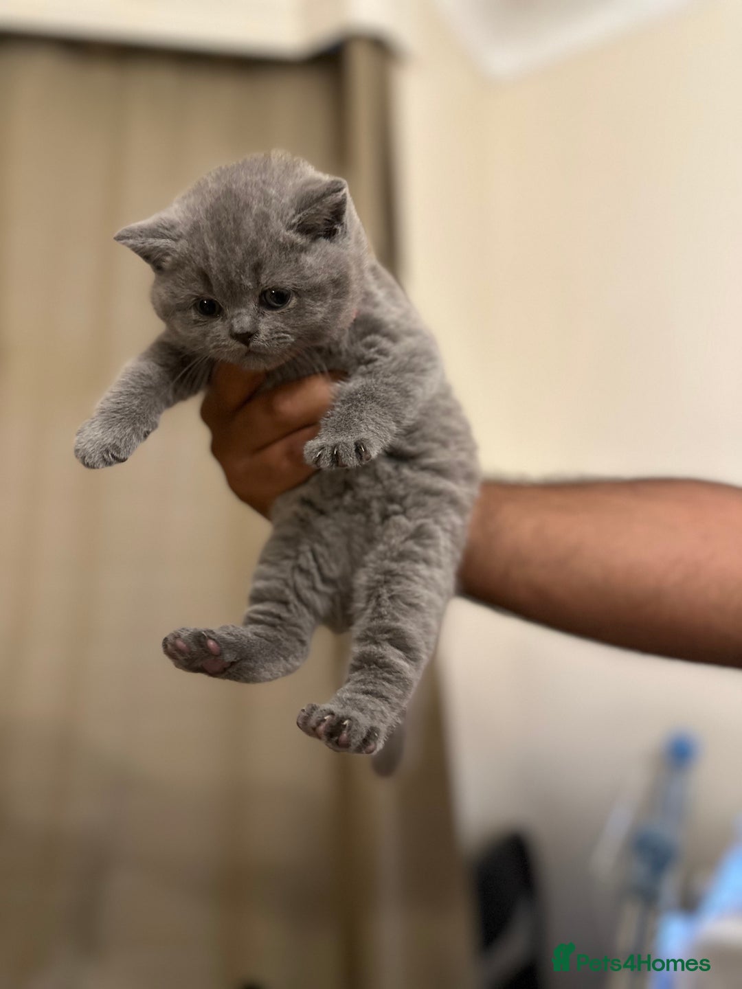 British Shorthair cats for sale: British Shorthair kittens Lilac/Blue 3 Girls 1 Boy - Image 4