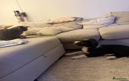 Border Collie dogs for sale: Otis  - Image 6