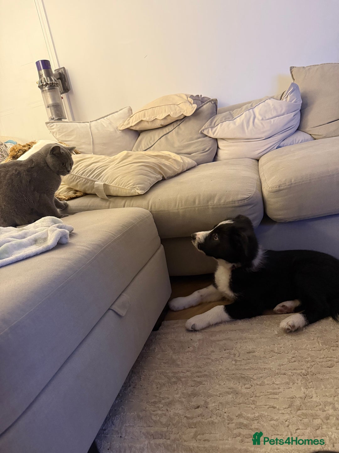 Border Collie dogs for sale: Otis  - Image 6
