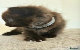 British Longhair cats for sale:  British longhair kittens 3 male 1 female  - Image 25