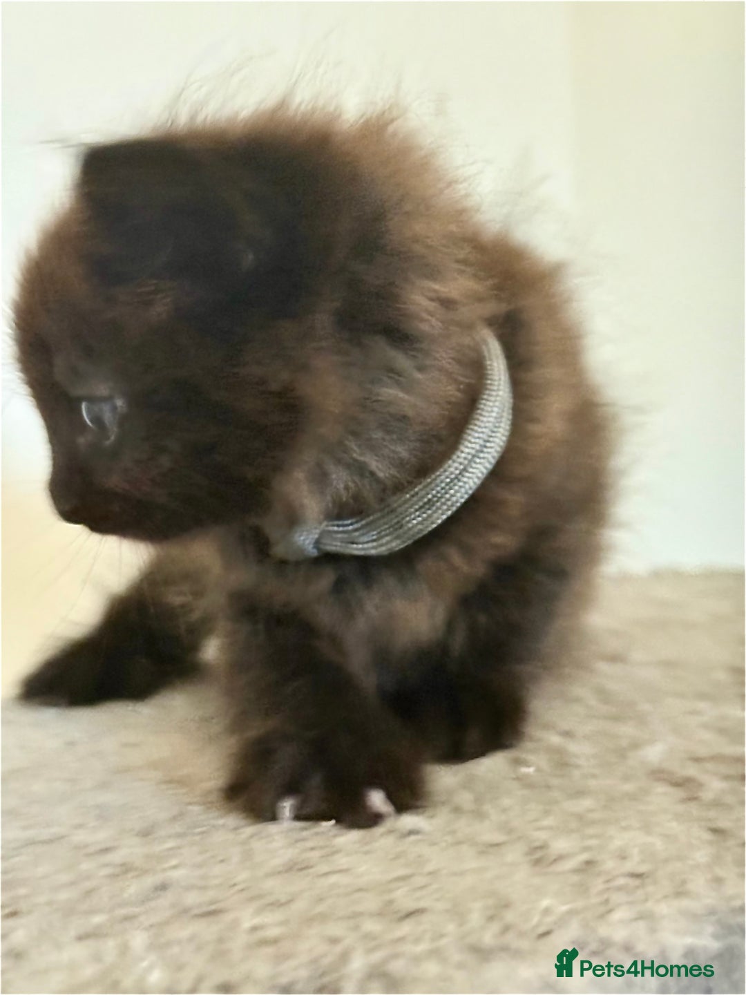 British Longhair cats for sale:  British longhair kittens 3 male 1 female  - Image 25