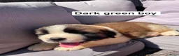 Saint Bernard dogs for sale: Saint Bernard‘s puppies - Advert 10