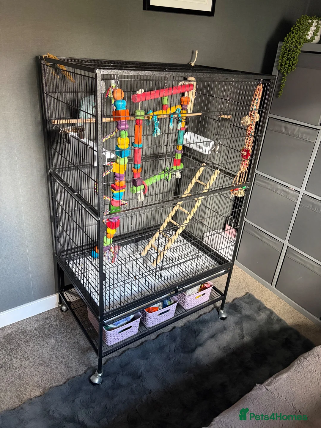 Ringnecks birds for sale: 9 month male ring neck  - Advert 2