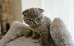 Scottish Fold cats for sale: kittens for sale British Shorthair & Scottish Fold - Image 4