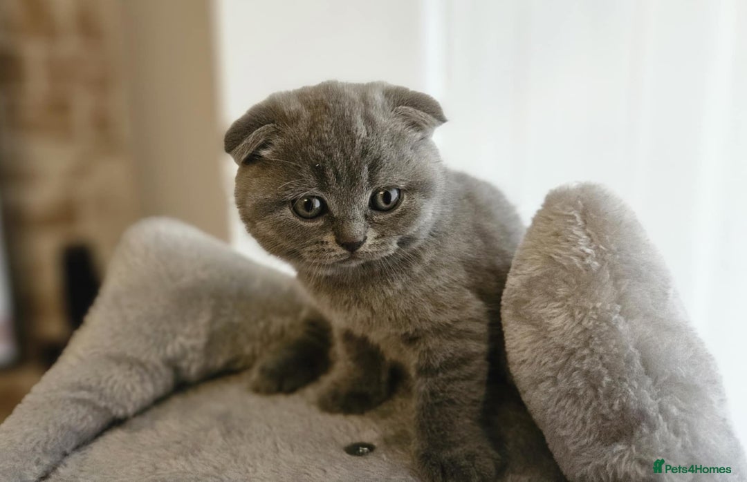 Scottish Fold cats for sale: kittens for sale British Shorthair & Scottish Fold - Image 4