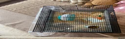 Hamster rodents for sale: Russian dwarf hamster! - Advert 5