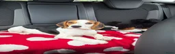 Mixed Breed dogs for sale: our beautiful beagle  - Advert 4