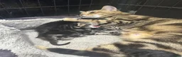 Bengal cats for sale: Bengal x kittens ready end of August 2 left  - Advert 7