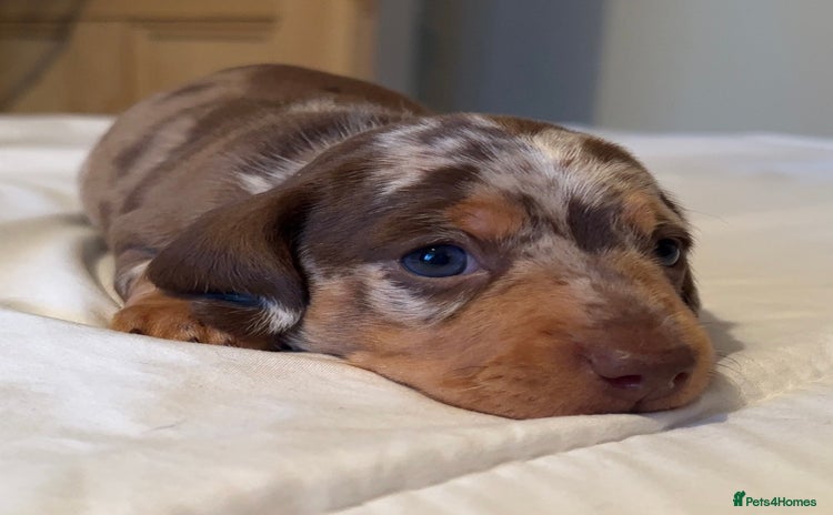 Miniature Dachshund dogs - Advert 1