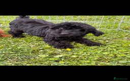 Irish Doodle dogs for sale: REDUCED F1 Miniature Irish Doodle - Image 3