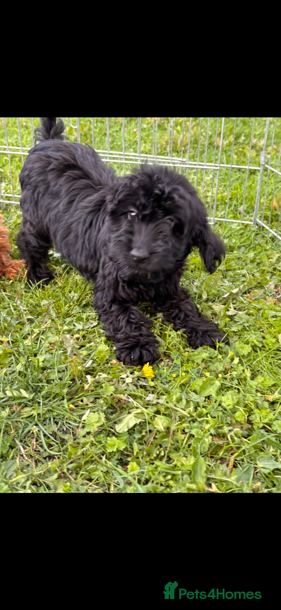 Irish Doodle dogs for sale: REDUCED F1 Miniature Irish Doodle - Image 3