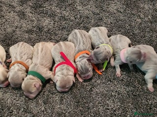 French Bulldog dogs French Bulldog puppies - Advert 3