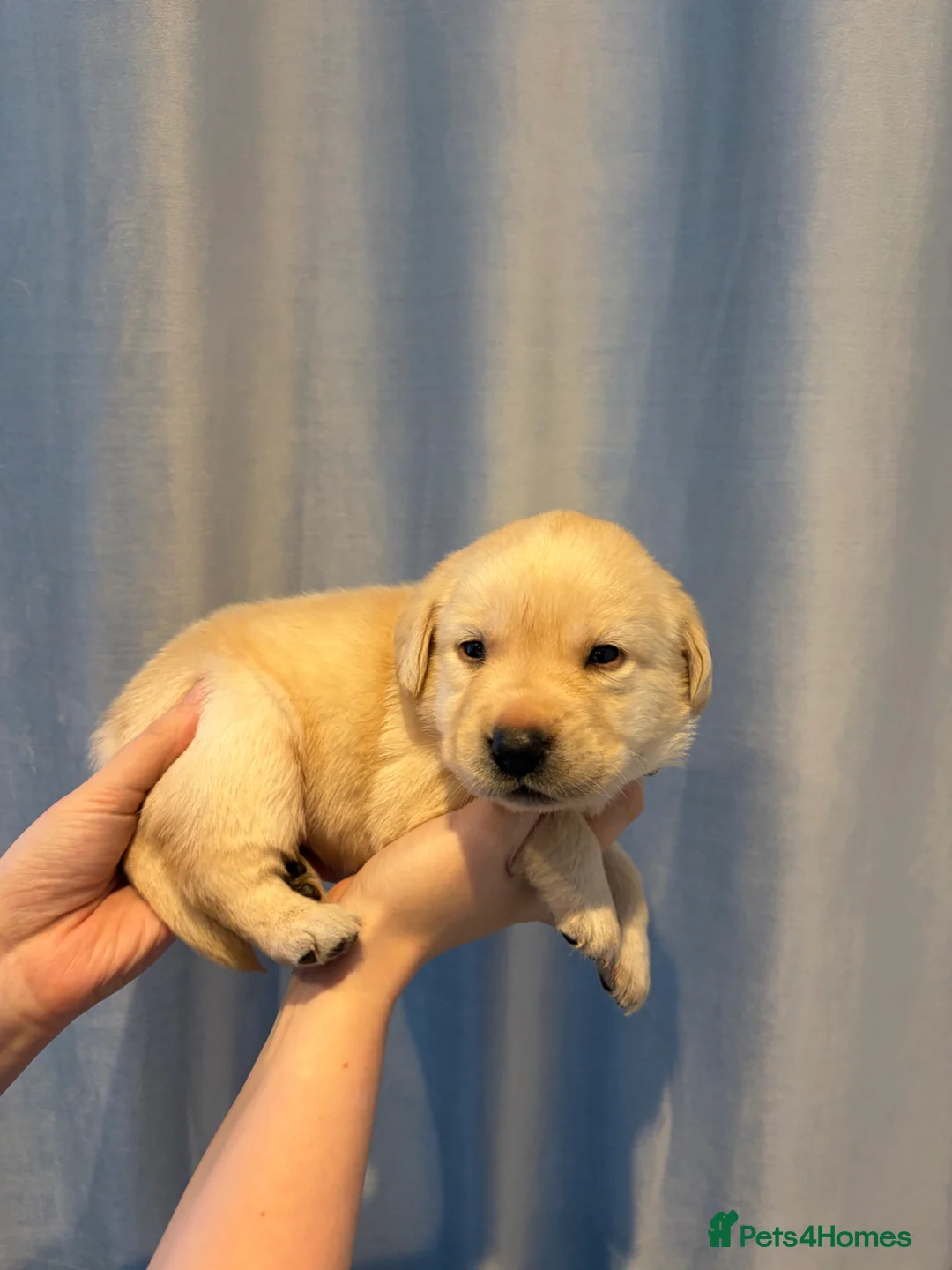 Labrador Retriever dogs for sale: Show Labrador puppies for sale  - Advert 9