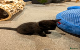 British Shorthair cats for sale: 2 Female Domestic Shorthair Kittens  - Image 3