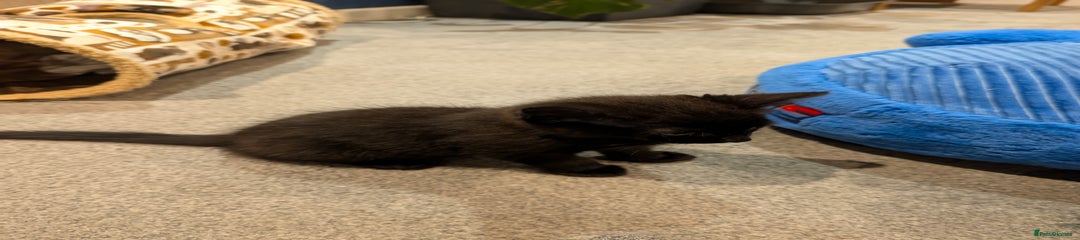 Domestic Shorthair Kitten 2
