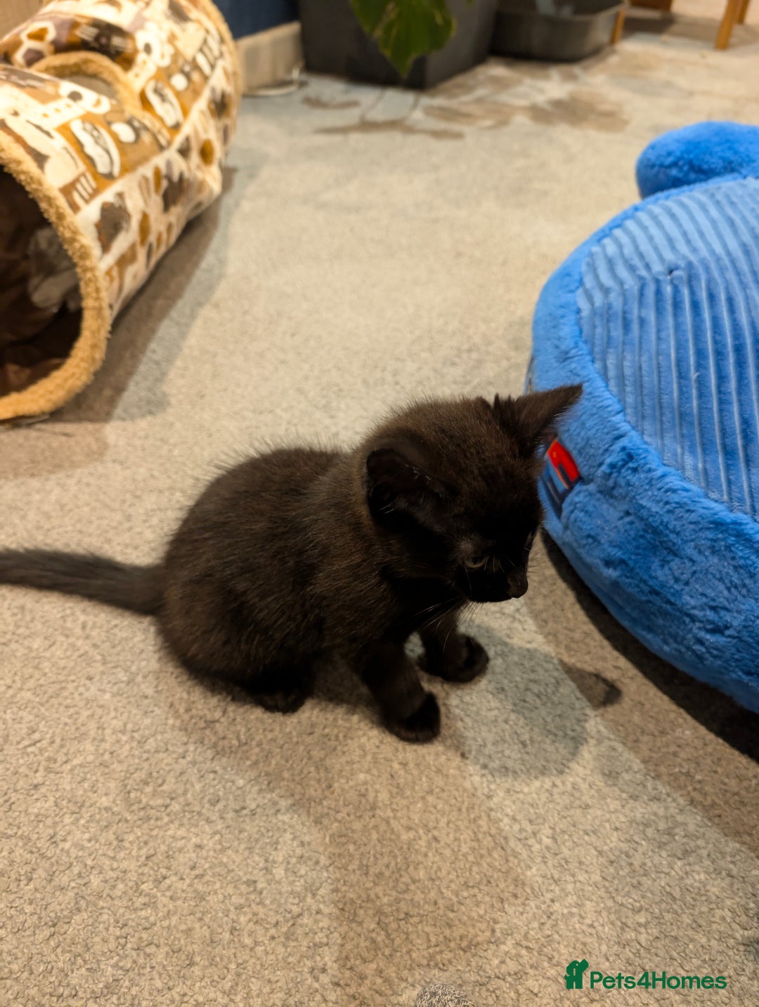 British Shorthair cats for sale: 2 Female Domestic Shorthair Kittens  - Image 3