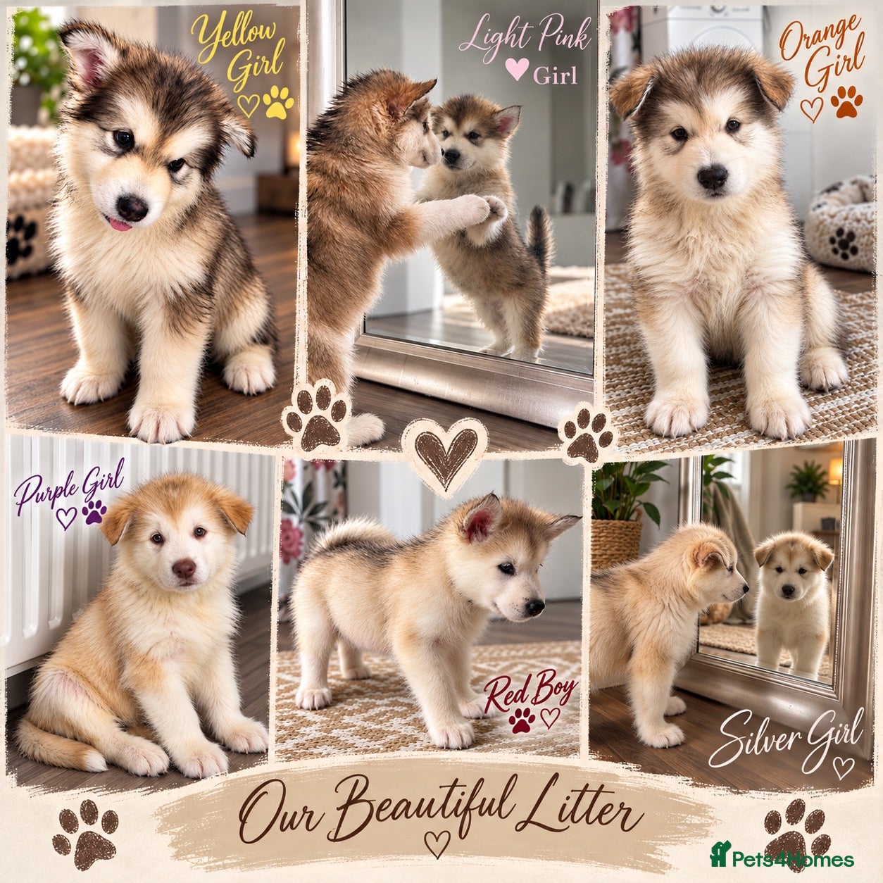 Alaskan Malamute dogs Exceptional pedigree malamute puppies - Advert 1