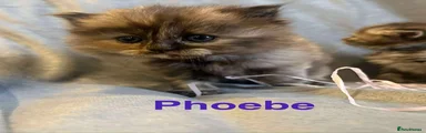 Phoebe 